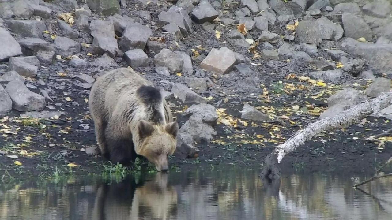 Camping La Zarapica - Palacios Del Sil Kültér fotó